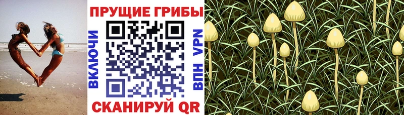 Псилоцибиновые грибы Psilocybe  Жуковка 